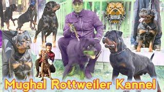 Rottweiler Dog Price in Pakistan | Rottweiler dog | Rottweiler puppy | Rottweiler attack | Dogs