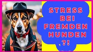 3 Tipps für stressfreie Hundebegegnungen an der Leine  Entspannt an fremden Hunden vorbeigehen 