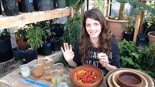 Seed Saving: Tomatoes