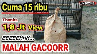 Burung Super Murah Sampai Rumah Langsung Gacor  | UNBOXING