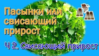  Длинные пасынки или свисающий прирост? Часть 2 - Почему я не использую свисающий прирост