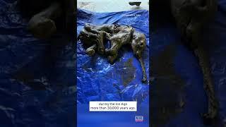 Gold Miner Finds Mummified 30,000-Year-Old Woolly Mammoth Baby #shorts