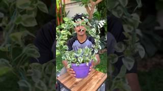 Money plant decor ideas #ytshorts #plants #moneyplant #diy