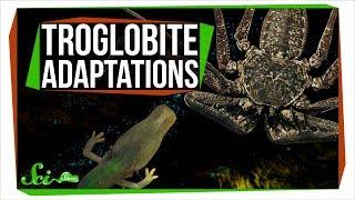 6 Animals with Extraordinary Adaptations to Cave Life