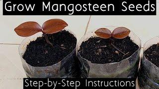 How to Grow Mangosteen Seeds (English)