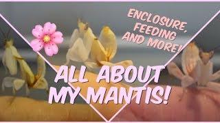 PRAYING MANTIS' AS PETS! ( How I Care For My Mantis)