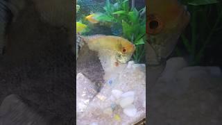 Cute fish collection