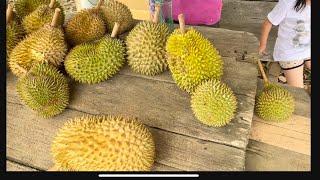 DURIAN MUSANG KING MURAH RM 30 SEKILO |