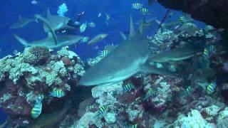 Shark TV - Diving Yap Island , Micronesia