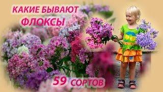 Флоксы сорта с фото и названиями. 59 красивенных сортов!