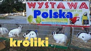 Выставка кроликов голубей и кур в Польше/Wystawa Polska kroliki, Rtakow