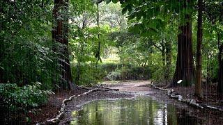 Beautiful Scenery & Rain Sounds in the Arboretum - White Noise for Soothes the Mind, Relieves Stress