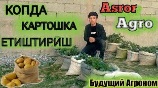 Qopda  kartoshka yetishtirish.Қопда картошка етиштириш. Батафсил маълумот