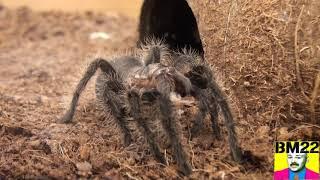 These Are the Spiders That I Currently Have