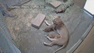 Fresno Chaffee Zoo's babies now on display