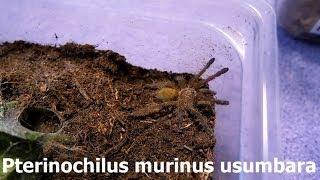 Fast tarantula is running away (P.murinus usumbara) [Inferion7]