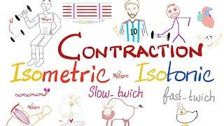 Muscle Contraction | Slow-Twitch vs Fast-Twitch | Isometric vs Isotonic | Muscle Physiology
