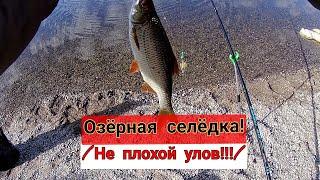 Озёрная селёдка на фидерное удилище!!! /Клёв отличный!/