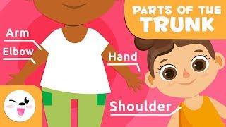 The Human Body for Kids - Trunk, Upper, and Lower Limbs