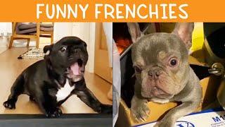 Funny French Bulldog | TikTok Compilation