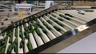 cucumber sorting machine，cucumber grading machine