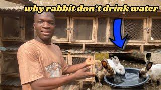 Why rabbits don’t drink water