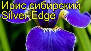 Ирис сибирский Силвер Ейдж. Краткий обзор, описание характеристик iris sibirica Silver Edge