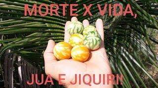 jiquiri e Juá: um pode salvar a sua vida e o outro acabar com ela! Você saberia quem é quem?