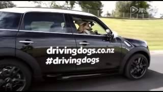 Пёс за рулем авто / Dog driving a car