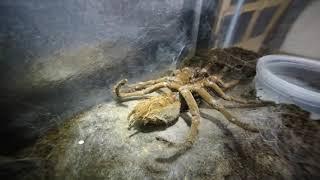 Theraphosa strimi Time Lapse Molt 72 minutes into 72 seconds