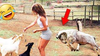 Funny Videos Compilation  Pranks - Amazing Stunts - By Happy Channel #23
