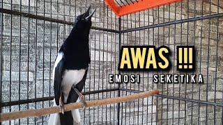 SUARA BURUNG kacer gacor NGEPLONG TARUNG ini paling AMPUH buat PANCINGAN KACER agar EMOSI NYAUT