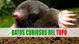 Topos (Talpidae) | Datos curiosos de animales