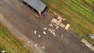 FLIGHT TO THE FINISH - Exploring Wisconsin Pigeon Racing