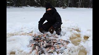 Искали язя а намолотили зачётных окуней.