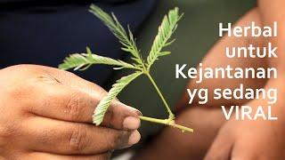 Menanam putri malu dari potongan cabang, herbal untuk kejantanan yang sedang viral