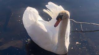 Mute Swan (cob) feeding and then leaving for his morning patrol, pen on the nest (Royal Swan)