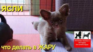 продажа чихуахуа питомник Кастропуло Крым +79787458062 viber WhatsApp telegram #chihuahua #puppy