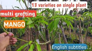 #Multiple mango grafting|multi grafting in mango trees|grafting mango trees|fruittrees|graftingplant