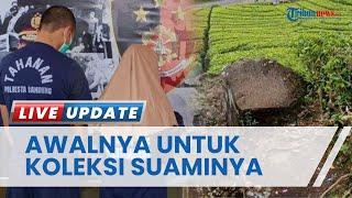 FAKTA BARU Video Tak Senonoh Wanita Bercadar di Kebun Teh Ciwidey, Pelaku & Penyebarnya Suami Istri