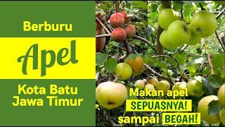 Panen apel sepuasnya di kebun orang! Bawa pulang lagi! wah, ternyata wisata petik apel di Kota Batu