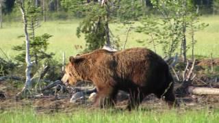 Europese bruine beer - Eurasian brown bear - Ursus arctos arctos / Kuika (part 1) Finland