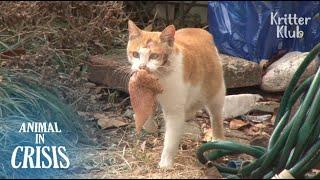 Verletzte Katze gibt es trotz Schwindelgefühl nie auf, ihre Kätzchen zu füttern | Tier in der Kri