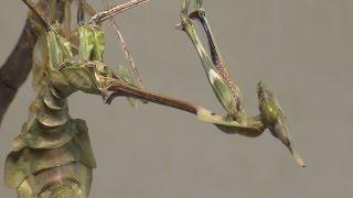 Green Violin Mantis Molt