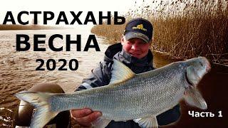Рыбалка в Астрахани весной 2020 Часть 1. Ловля судака и жереха на Нижней Волге