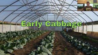 Revamping Our High Tunnel Game Plan For Early Cabbage Harvest!