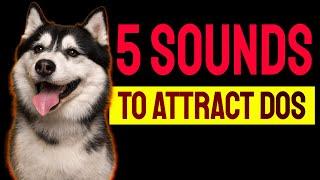 5 Sounds to ATTRACT DOGS Attention (Make Dogs Go Crazy)