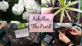 Achillea 'The Pearl' ~ From bare root to flower ~ Perennial flowers