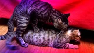 My cats are GAY!!!