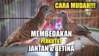 CARA MEMBEDAKAN PERKUTUT JANTAN DAN BETINA